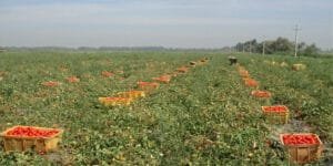 Harvesting