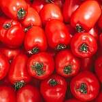 tomato