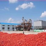 tomato factory