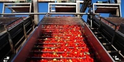 tomato product line