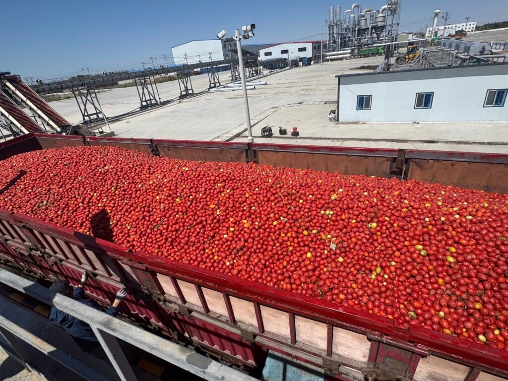 tomato harvest 