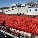 tomato harvest